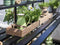 Halls Greenhouses Tafel Qube 168 -Geïntegreerd Zwart Gecoat