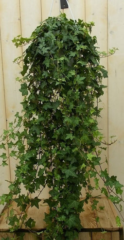 Hang klimop 100 cm