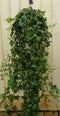 Hang klimop 100 cm