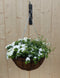 Hanging basket zomerbloeiers wit h25 cm