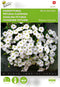Hangpetunia White Ramblin ( Petunia fortunia)