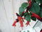 Hangplant Aeschynanthus