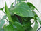 Hangplant Epipremnum donker groen