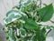 Hangplant Epipremnum groen wit