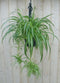 Hangplant Graslelie