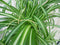 Hangplant Graslelie