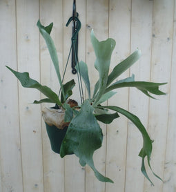 Hangplant Hertshoornvaren