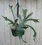 Hangplant Hertshoornvaren