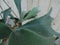 Hangplant Hertshoornvaren