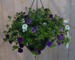 Hangplant Petunia Million Bells diverse kleuren