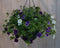 Hangplant Petunia Million Bells diverse kleuren
