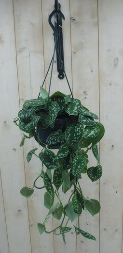 Hangplant Scindapsus
