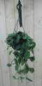 Hangplant Scindapsus