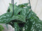 Hangplant Scindapsus