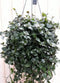 Hangplant Tradescantia donker groen