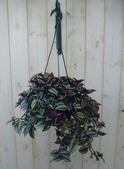 Hangplant Tradescantia donker rood