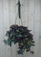 Hangplant Tradescantia donker rood