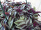 Hangplant Tradescantia donker rood