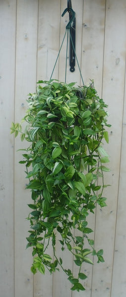 Hangplant Tradescantia geel groen
