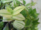 Hangplant Tradescantia geel groen