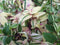 Hangplant Tradescantia roze groen