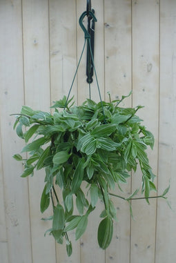 Hangplant Tradescantia wit groen