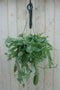 Hangplant Tradescantia wit groen