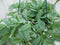 Hangplant Tradescantia wit groen