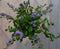 Hangplant Waaierbloem Scaevola