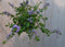 Hangplant Waaierbloem Scaevola