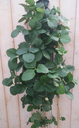 Hangzak Aardbei