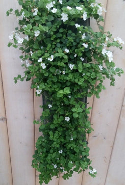 Hangzak Bacopa Kleur Varieert