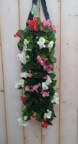 Hangzak Begonia Kleur Varieert