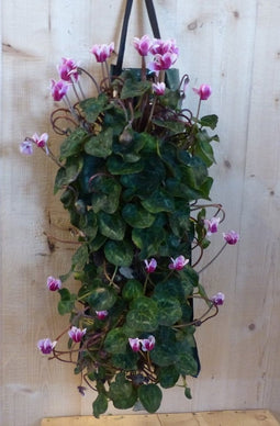 Hangzak cyclamen
