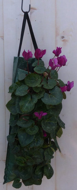 Hangzak met cyclamen eenjarige mix
