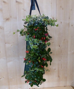 Hangzak vaste planten najaar
