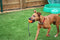 Happy pet atomic bal aan touw assorti 35x7x7 cm