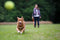 Happy Pet Fling N Fetch Werpstok Assorti - 61X7X7 CM