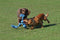 Happy Pet Flossin Fun 3 Knoop - LARGE 52X14 CM
