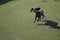 Happy pet gaudy game fazant - Default Title