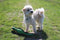 Happy pet gaudy game fazant - Default Title