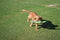 Happy pet gaudy game fazant - Default Title