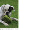 Happy Pet Grubber Interactieve Rugbybal - 26X13X13 CM