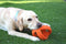 Happy Pet Grubber Voetbal - Apporteren - 18 cm