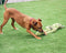 Happy Pet - King Size Tug Flostouw - Assorti - 123 cm (XL)