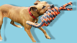 Happy Pet Nuts For Knots Extreme Spoel 8 Vorm Tugger Grijs / Oranje 55X11X11 CM