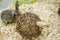 Happy Pet Speelbal Wilg Nature First - 17X17X17 CM
