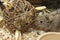 Happy Pet Speelbal Wilg Nature First - 17X17X17 CM