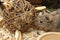 Happy Pet Speelbal Wilg Nature First - 9.5X9.5X9.5 CM