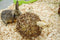 Happy Pet Speelbal Wilg Nature First - 9.5X9.5X9.5 CM